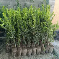نهال|خدمات باغبانی و درختکاری|کازرون, |دیوار