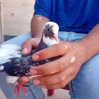 کبوترلوت