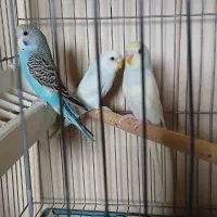سه عدد مرغ عشق ۶ ماهه