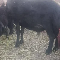 قوچ قزل ۳ ساله