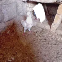 کبوتر سینه ای وطوقی
