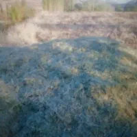 گیاه خرمن کوب شده
