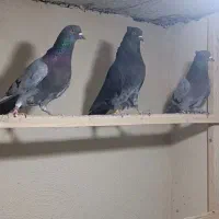 کفترسبزوزاغ سبز