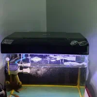 آکواریوم،ردلاین