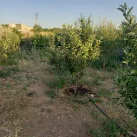 باغچه چنار شرق ۳۴۴ متر کوچه استخر