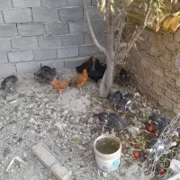 گاز بوقلمون مرغ