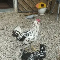 خروس گلین جوان مرغ گیر