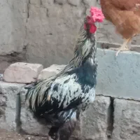 خروس محلی و جوجه محلی