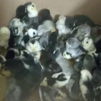 مرغ گلین جوجه