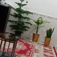 دوعددفرش دوازده متری تمیز