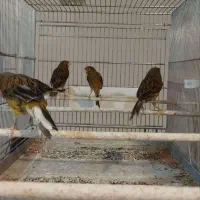 فروش تعدادی قناری رنگ تیره