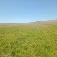 کاه عدس حالص بدونه علف اینااماده تو باردون