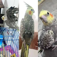 عروس گلباقالی دستی