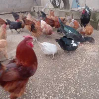 مرغ و خروس محلی اردک روسی،