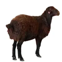 گوسفند زنده با قصاب