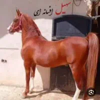 اسب کرد