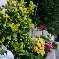 باغ شهری