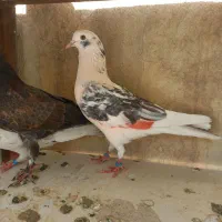 کفتر غریبگیری