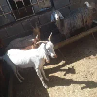 عوضم می‌کنیم با میش