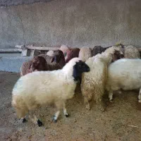 گوسفند نر باب قربانی