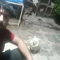 سگ گمشده|حیوانات|نورآباد ممسنی, |دیوار