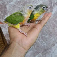 جوجه گرینچیک
