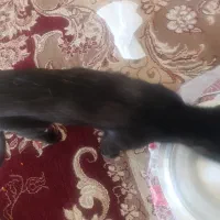 گربه