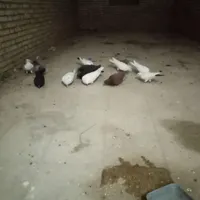 گمشده