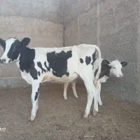 فروش ۲راس گوساله ماده داریون