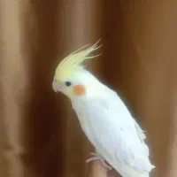 عروس هلندی ماده