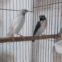 فنچ گلدین|پرنده|رشت, تازه آباد|دیوار