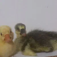 جوجه قوغاز 20عدد