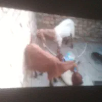 ۳عدد بزغاله پاکستانی خوشگل