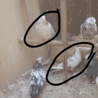 ۴ عدد کبوتر