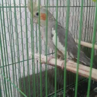 عروس هلندی ماده