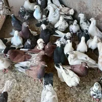 کبوتر پرشی