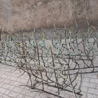 شاخ گوزنی و پنجره