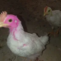 جوجه