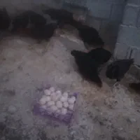 تخم مرغ لاری اصل نطفه‌ دار تازه