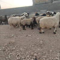 گله میش آبستن