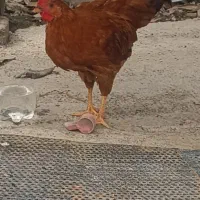 جوجه محلی  سالم