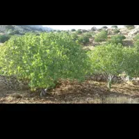 فروش ملک انجیر ثمری  بیدبخون ۵۰۰ میلیون زیر قیمت