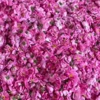 گلاب دو آتیشه با بهترین کیفیت ارسال رایگان