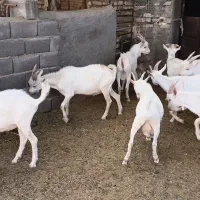 نرینه