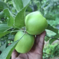 سیب اعلاع و درجه یک