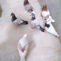 فروشی کفتر پرشی و زینتی