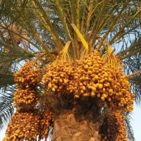 اجاره نخل خرما