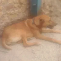 سگ نگهبانی وگله ای نژادار