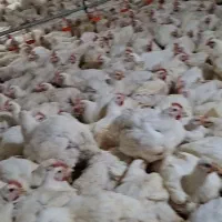 کارگر مرغداری خانواده وارد
