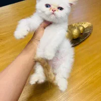 بچه گربه پرشین سفید چشم ابی موقعیت شیراز